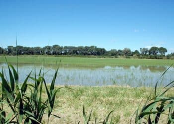 Rizière en Camargue. (crédit : Fritz Geller-Grimm • Creative Commons)