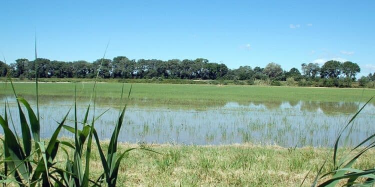 Rizière en Camargue. (crédit : Fritz Geller-Grimm • Creative Commons)