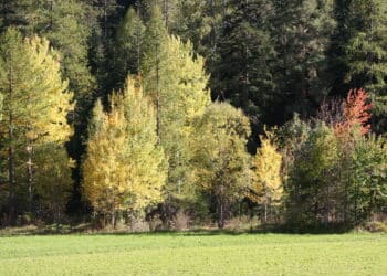 Industrialisation des produits bois et biomasse : l’Ademe lance deux appels à projets