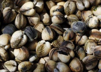 Étang de Berre : la pêche aux coquillages à nouveau autorisée