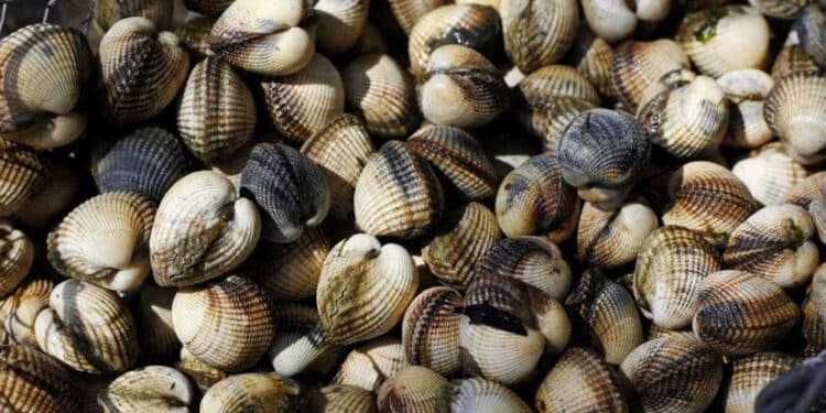 Étang de Berre : la pêche aux coquillages à nouveau autorisée