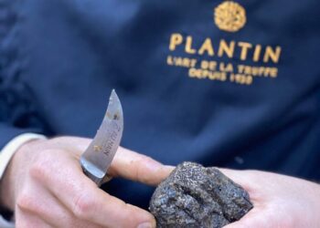 French Food Capital investit dans Plantin (84), le « diamant noir » du Vaucluse