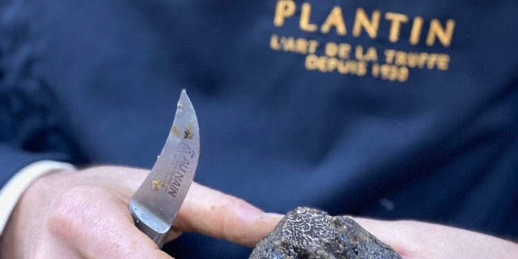 French Food Capital investit dans Plantin (84), le « diamant noir » du Vaucluse