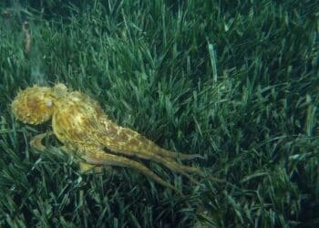 La pêche récréative du poulpe est interdite jusqu'au 30 septembre (c'édit : DR / via Parc national des Calanques)
