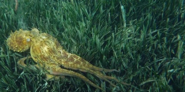 La pêche récréative du poulpe est interdite jusqu'au 30 septembre (c'édit : DR / via Parc national des Calanques)