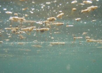 Martigues lance une campagne de surveillance pour la micro-algue Ostréopsis Ovata