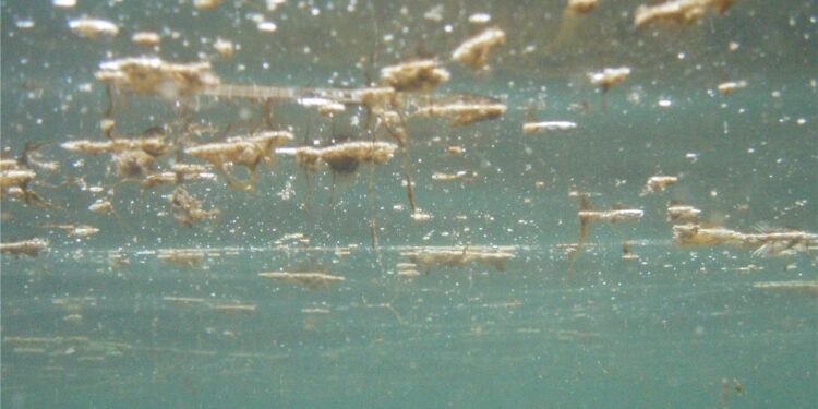 Martigues lance une campagne de surveillance pour la micro-algue Ostréopsis Ovata