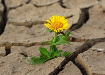 [Tribune] Confusion ou opportunité ?