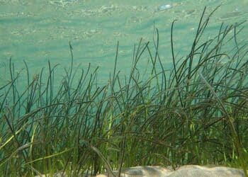 Les herbiers de zostères à la reconquête de l’étang de Berre