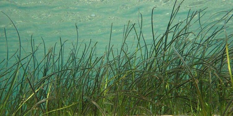 Les herbiers de zostères à la reconquête de l’étang de Berre