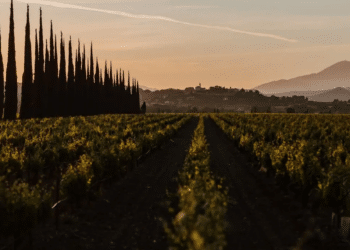 Châteauneuf du Pape : alliance inédite pour préserver 20 hectares en exploitation locale