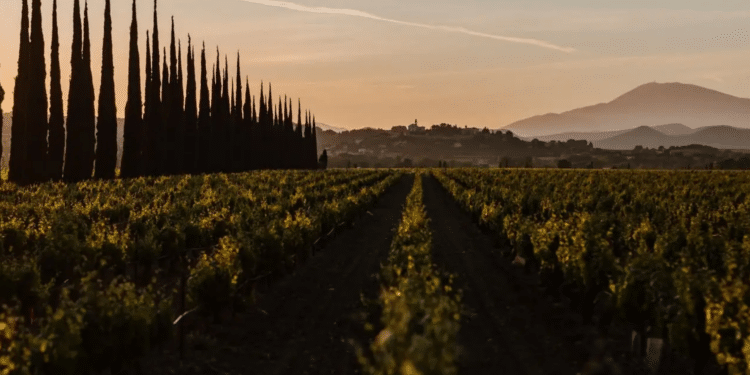 Châteauneuf du Pape : alliance inédite pour préserver 20 hectares en exploitation locale