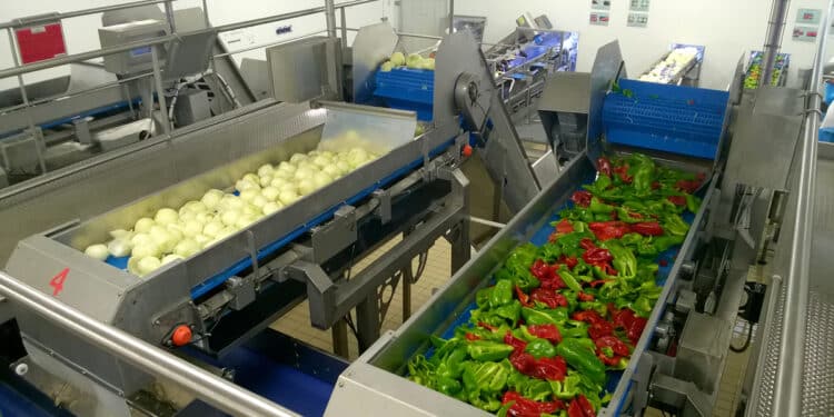 Conserves France appertise 1 500 tonnes de légumes