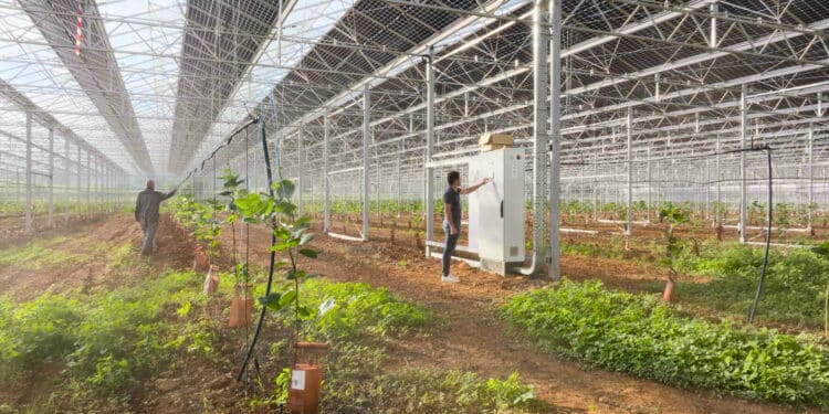 Richel Group (Eygalières) s’affirme dans les serres photovoltaïques avec Volta (04)