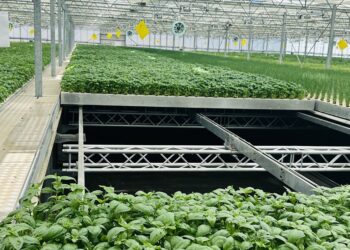 Midiflore (Hyères) lève 1,5 million pour investir dans une serre aéroponique