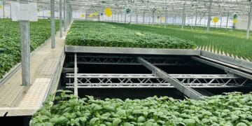 Midiflore (Hyères) lève 1,5 million pour investir dans une serre aéroponique