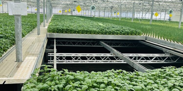 Midiflore (Hyères) lève 1,5 million pour investir dans une serre aéroponique