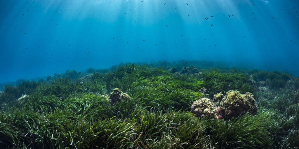 Agence de l'eau Herbiers de posidonie