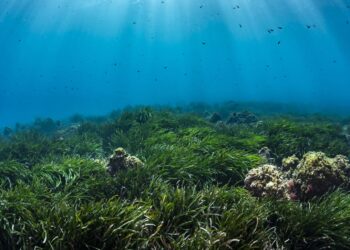 Agence de l'eau Herbiers de posidonie