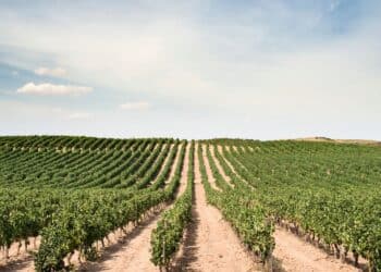 Quel est l'impact de la loi duplomb sur l'agriculture dans les Bouches-du-Rhône ? Crédits photo : DR