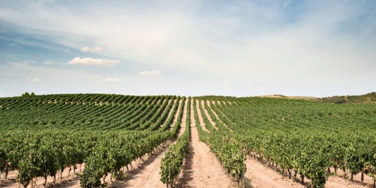 Quel est l'impact de la loi duplomb sur l'agriculture dans les Bouches-du-Rhône ? Crédits photo : DR