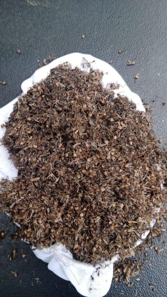 Relevé récent d'un filet de captures d'une borne Qista à la Réunion (période de 15 jours). Crédit : Qista