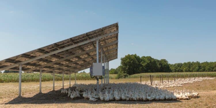 Novafrance Energy (Meyreuil) souscrit une émission obligataire pour financer ses poulaillers solaires