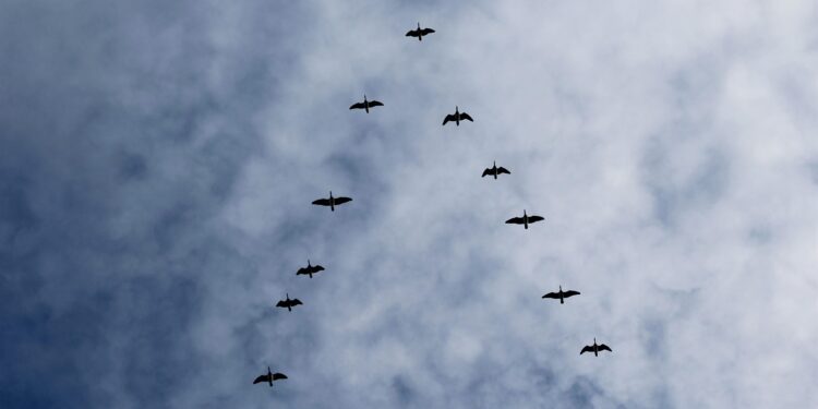 Eolien en mer et oiseaux migrateurs : la cartographie inédite de l’étude « Migralion »