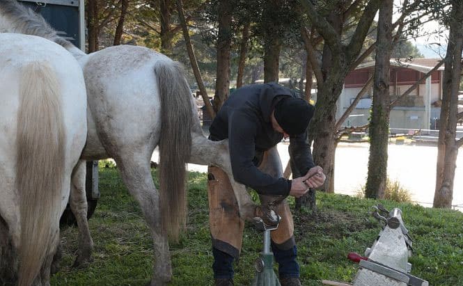 Journée pastorale des bergers à Istres dimanche
