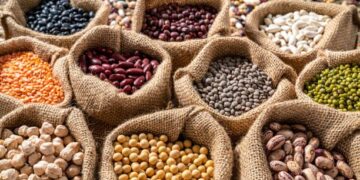 Ciacam (Vitrolles), leader des légumes secs, reçoit le soutien des professionnels de la filière