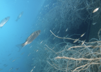 Seaboost récifs artificiels