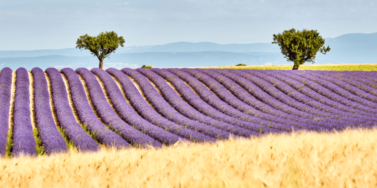 Nos conseils pour choisir votre camping en Provence pour cet été