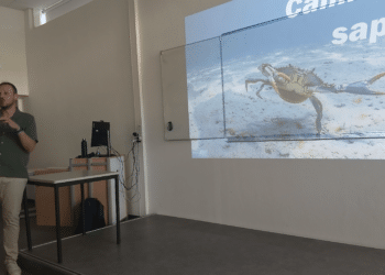 Conférence invasion crabe bleu