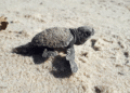 tortue