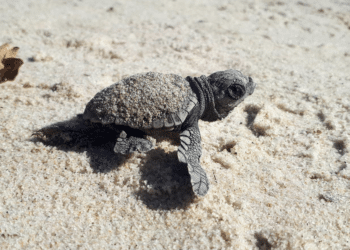 tortue