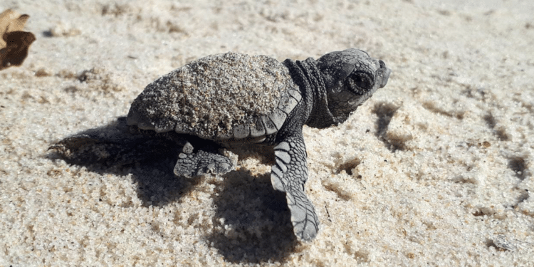 tortue