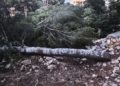 Arbres Bonneveine