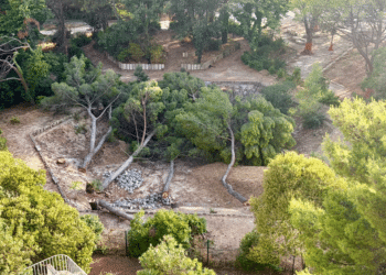 Crédit : DR / Groupe Pour les arbres du Parc de Bonneveine