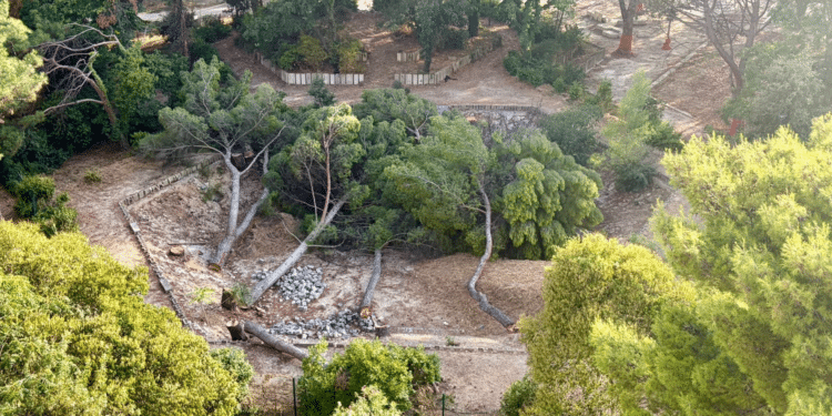 Crédit : DR / Groupe Pour les arbres du Parc de Bonneveine