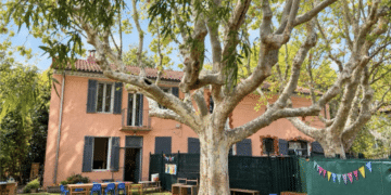 les platanes à Aix