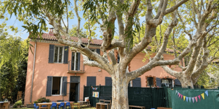 les platanes à Aix