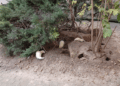 Les furets contre les rats (Crédit capture
