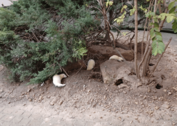 Les furets contre les rats (Crédit capture