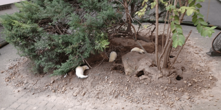 Les furets contre les rats (Crédit capture